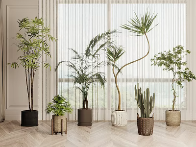 Various Types of Indoor Potted Plants in Decorative Planters on Wooden Floor with Window Background 3d model