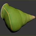Green Conch Shell Organ Structure With Yellow Stripes And Hairy Texture