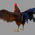 Brown Feathered Rooster with Red Comb Standing and Spreading Wings as Flying Animal
