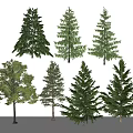 Various Types of Evergreen and Deciduous Trees with Natural Green Foliage