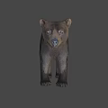 Realistic Brown Bear Game Movie Character With Furry Fur And Standing Stance
