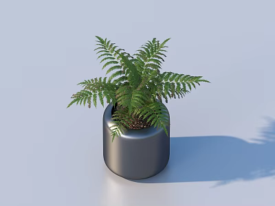 Lush Fern Bonsai Potted Plant in Stylish Gray Metallic Pot on Light Blue Surface 3d model
