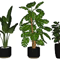 Large Tropical Leaf Potted Plants with Black Gold Rimmed Pots and Lush Green Foliage