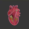 Red Anatomical Heart Model With Detailed Internal Structures On Dark Background
