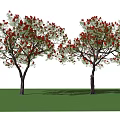 Two Flowering Trees With Brown Trunks Red Flowers Green Leaves Under Blue Sky