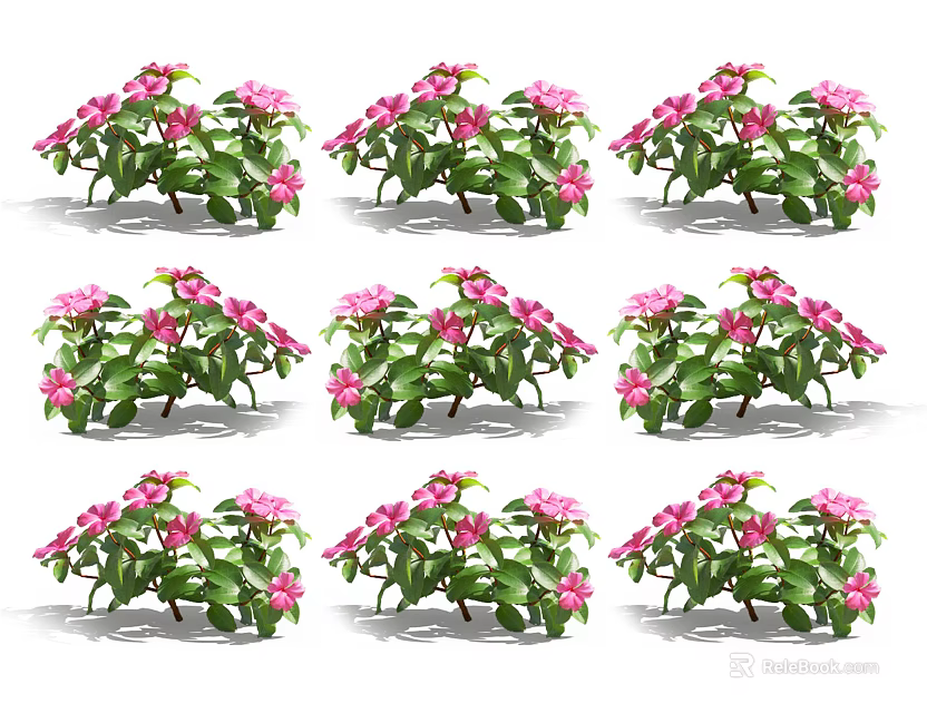 Vibrant Pink Flowers And Green Leaves In Garden Plant Arrangement 3d model 