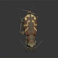 Vibrant Tiger Beetle With Hairy Antennae Segmented Legs And Patterned Elytra