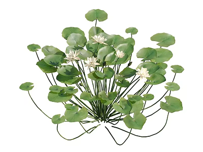 Aquatic Plants With Green Leaves And White Flowers Growing In Natural Water Habitat 3d model