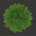 Lush Vibrant Green Leafy Plant With Glossy Foliage And Dark Background