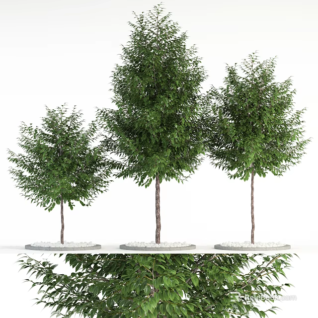 Three Arbor Trees With Green Foliage And Brown Trunks On White Platform With Small Pebbles 3d model