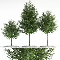 Three Arbor Trees With Green Foliage And Brown Trunks On White Platform With Small Pebbles 3d model
