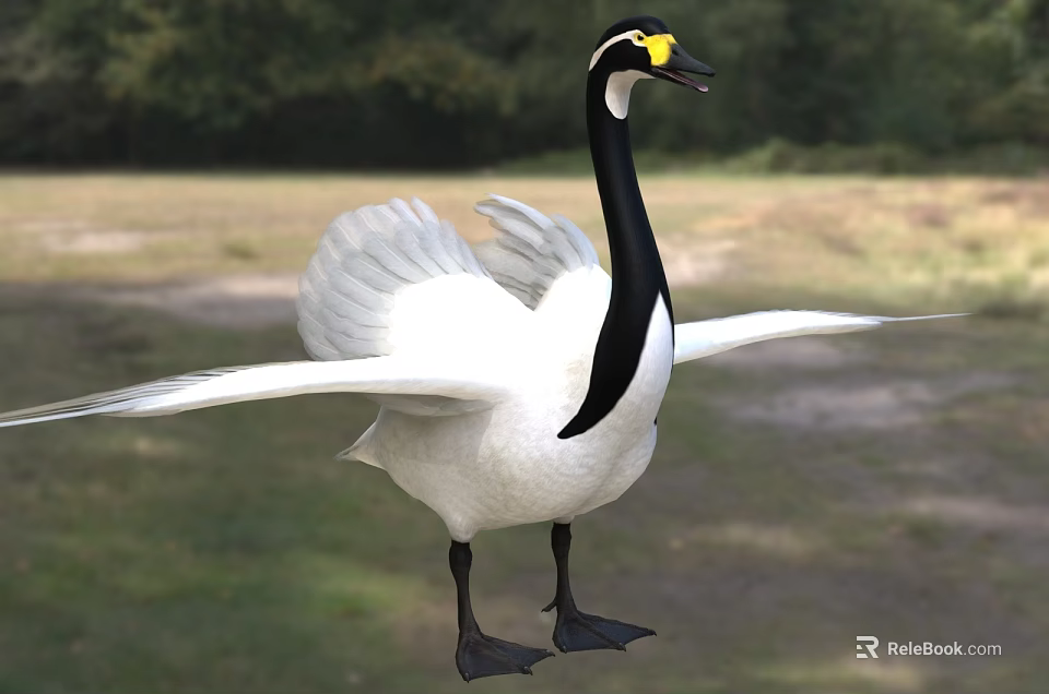 White Swan With Spread Wings In Natural Setting 3d model 