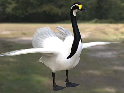 White Swan With Spread Wings In Natural Setting 3d model