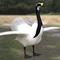 Malta pygmy swan animal creature 3d model
