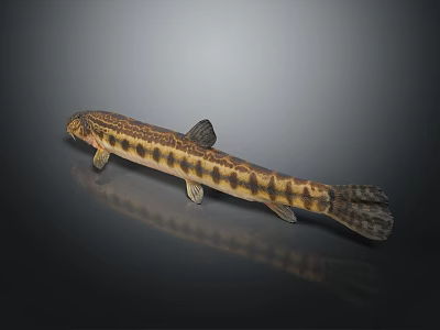 Spotted Yellow And Black Fish With Slender Body And Reflection On Dark Background 3d model