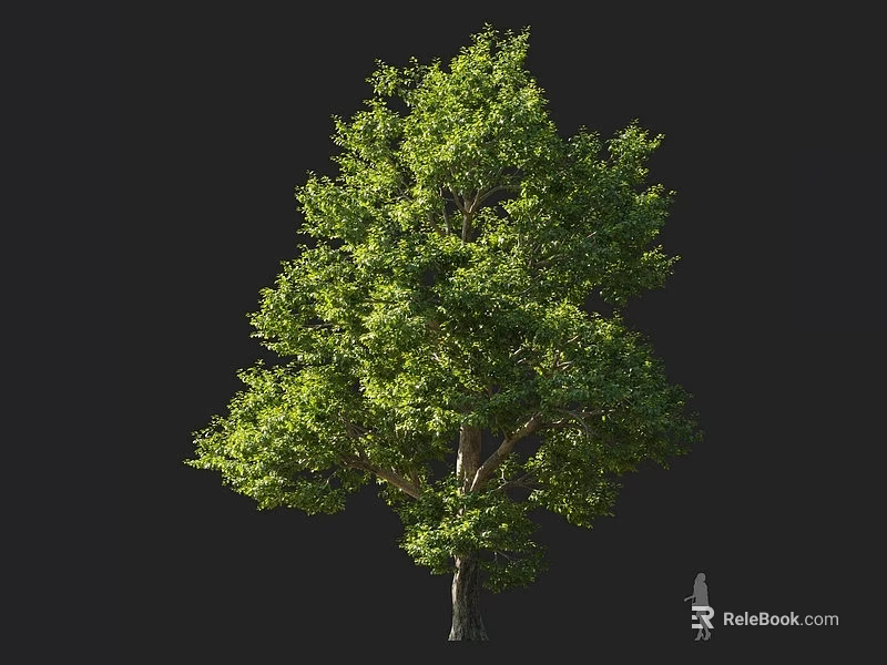 Tall Tree with Lush Green Foliage and Dense Canopy Human Figure Nearby for Scale 3d model 