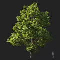 Tall Tree with Lush Green Foliage and Dense Canopy Human Figure Nearby for Scale