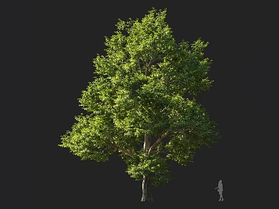 Tall Tree with Lush Green Foliage and Dense Canopy Human Figure Nearby for Scale 3d model
