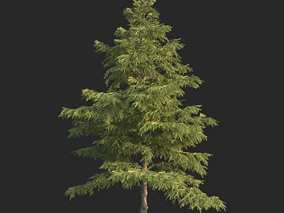 Tall Arbor Tree With Green Lush Foliage And Brown Trunk In Isolated View 3d model