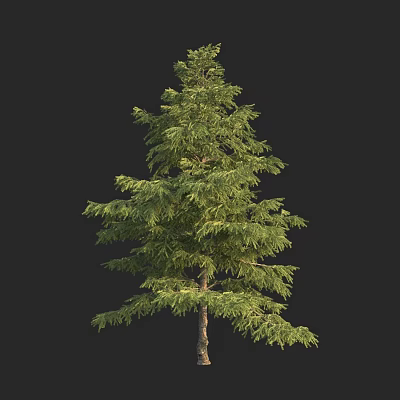 Tall Arbor Tree With Green Lush Foliage And Brown Trunk In Isolated View 3d model