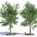 Two Arbor Trees With Circular Flower Beds At Base And People One Sitting One Standing