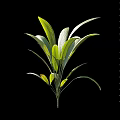 Green Arbor Plant With Fresh Green Leaves Measuring 75cm Height Isolated On Black