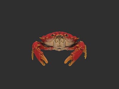 Vibrant Red Crab With Yellow Claws And Detailed Eyes On Dark Background 3d model