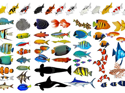 Various Colorful Aquatic Animals Featuring Tropical Fish Koi Whale Shark And Starfish 3d model