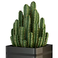 Green Spiky Cactus Potted Plants In Black Square Pots Stacked Arrangement