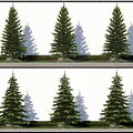 Multiple Arbor Trees in Row Against White Wall with Shadows Low Shrubs and Stones