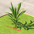 Green Round Carpet With Wooden Border And Green Plant On Gray Floor