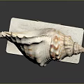 Marine Conch Animal Shell Displayed On White Base With Textured Surface And Natural Patterns 3d model