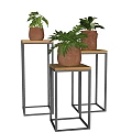 Bonsai Potted Plants On Black Metal Stands With Brown Face Carved Pots And Green Foliage