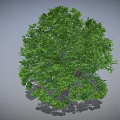 Green Tree Featuring Dense Lush Green Leaves and Brown Trunk on Gray Background