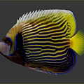 Vibrant Tropical Angelfish with Yellow Blue Striped Scales and Colorful Fins in Marine Aquarium