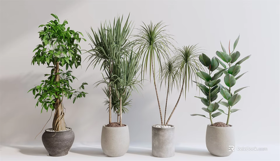 Indoor Display Of Varied Bonsai Potted Plants With Green Foliage And Stylish Pots 3d model 