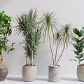 Indoor Display Of Varied Bonsai Potted Plants With Green Foliage And Stylish Pots
