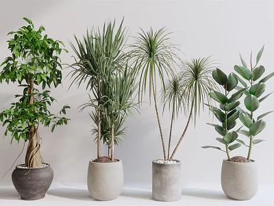 Indoor Display Of Varied Bonsai Potted Plants With Green Foliage And Stylish Pots 3d model