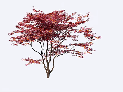 Arbor with Striking Red Leaves and Brown Trunk Isolated on White Background 3d model