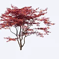 Arbor with Striking Red Leaves and Brown Trunk Isolated on White Background