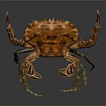 Vibrant Orange Crab With Textured Carapace Prominent Claws And Segmented Legs