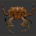 crab sea crab river crab hairy crab bread crab hermit crab big crab small crab marine animal fish 3d model