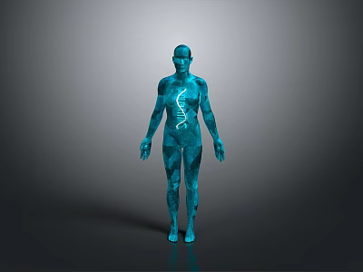 Human Body Organ And Hair Anatomical 3D Model With Transparent Internal Structure 3d model