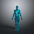 Human Body Organ And Hair Anatomical 3D Model With Transparent Internal Structure