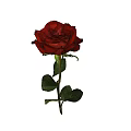 Beautiful Red Rose with Green Leaves and Stem on Yellow Background