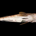 Modern Fish Grouper 3d model