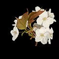 Edible White Cherry Blossoms with Green and Brown Leaves as Natural Food Ingredient