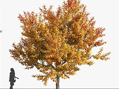 Tall Deciduous Tree With Vibrant Autumn Foliage And Lush Canopy In Natural Scene 3d model
