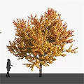 Tall Deciduous Tree With Vibrant Autumn Foliage And Lush Canopy In Natural Scene