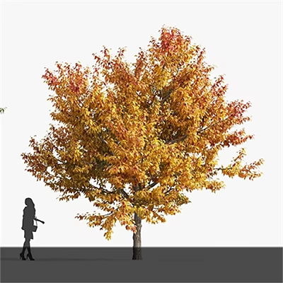 Tall Deciduous Tree With Vibrant Autumn Foliage And Lush Canopy In Natural Scene 3d model